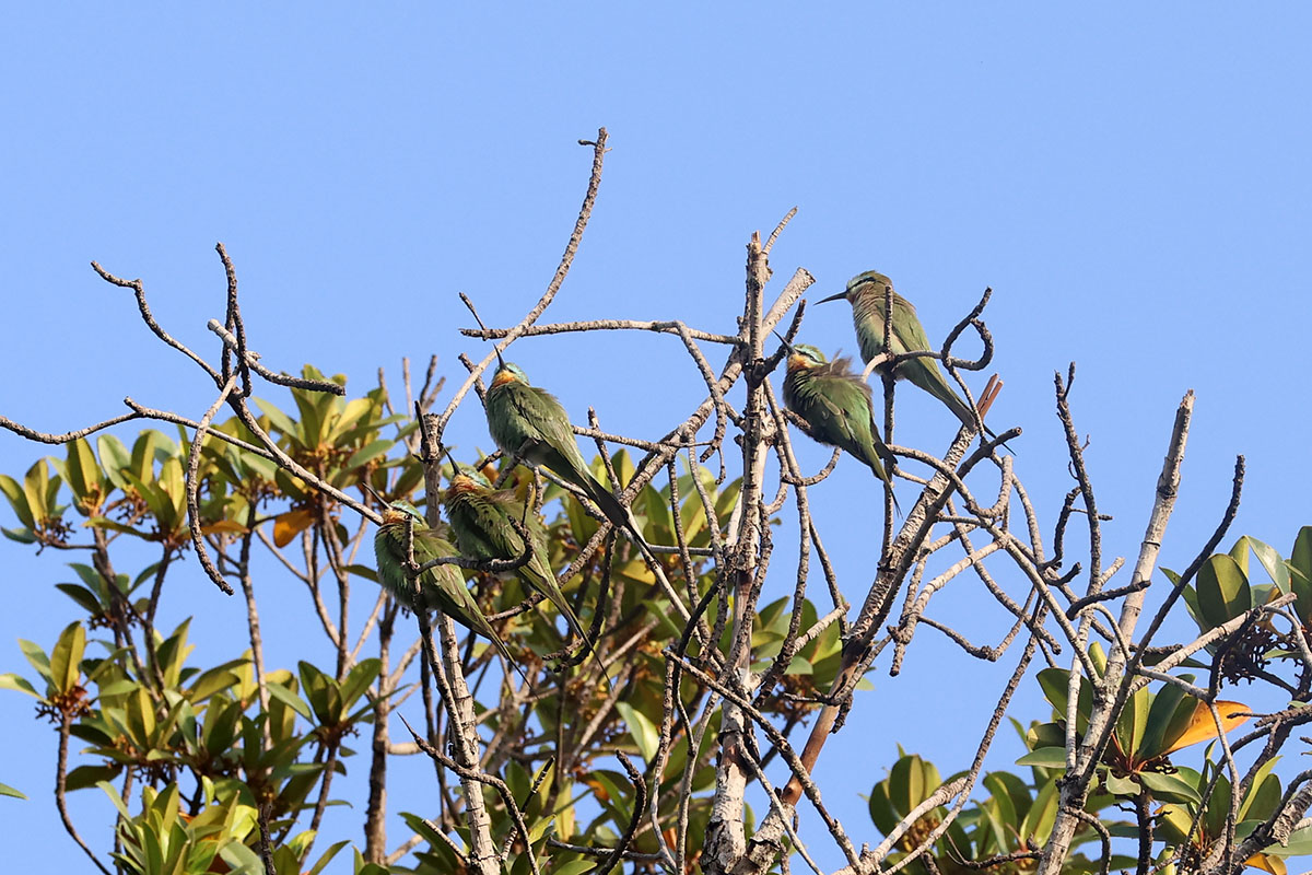Blue-cheeked bee-eaters.